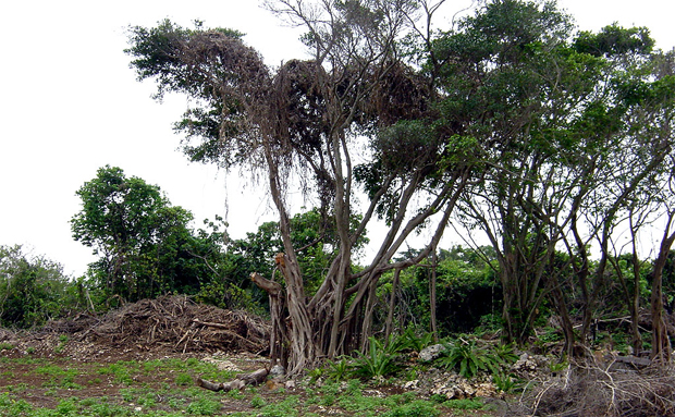 沖縄県竹富島の朽ちた木々