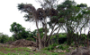 沖縄県竹富島の朽ちた木々