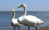 サロマ湖の白鳥